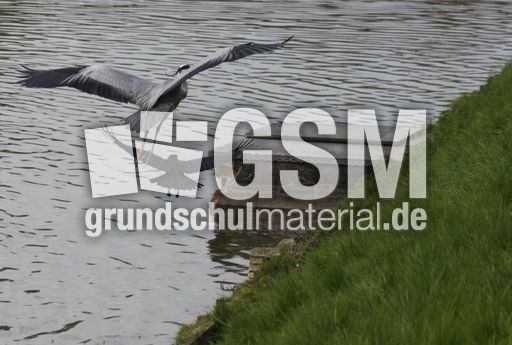 Graureiher-A 237.jpg